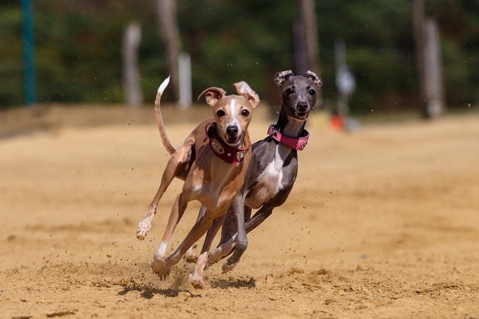 how fast is the fastest dog in the world