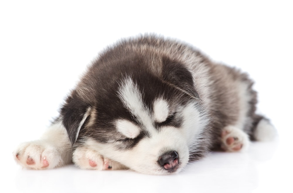 8 Things You Have to Know About Husky Puppies » Petsoid