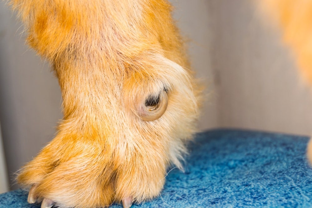 Dewclaws on Dogs Keep or Remove Them? » Petsoid