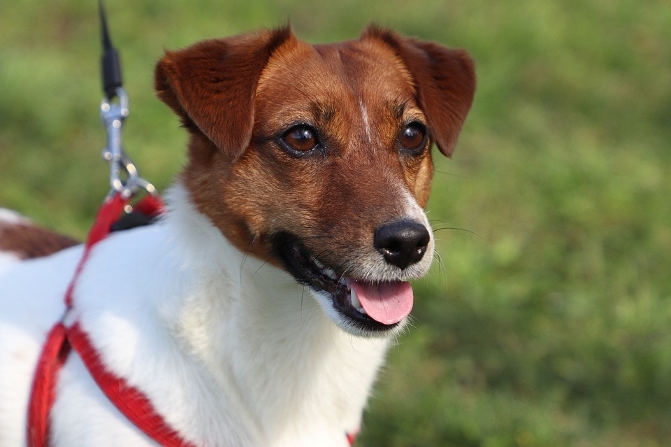 jack russel terrier