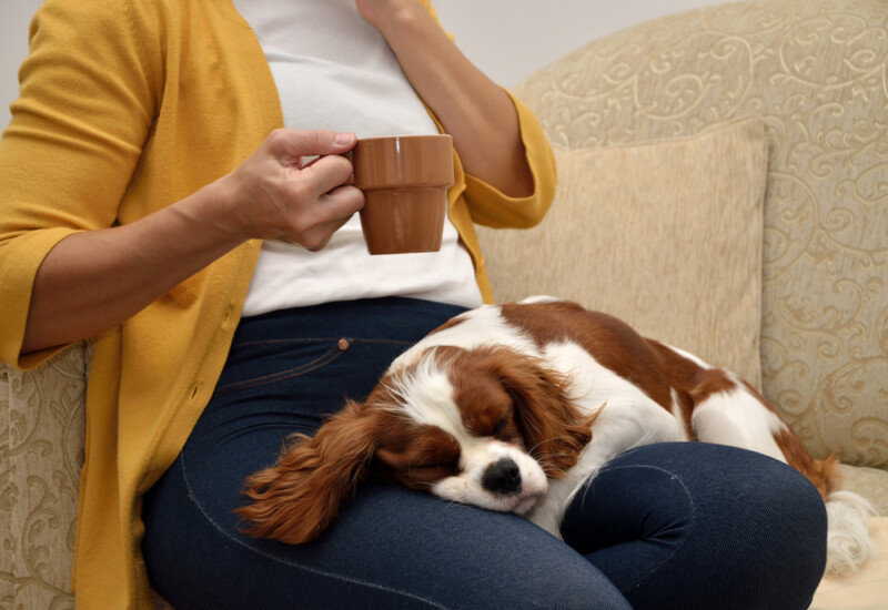 dog lap pillow