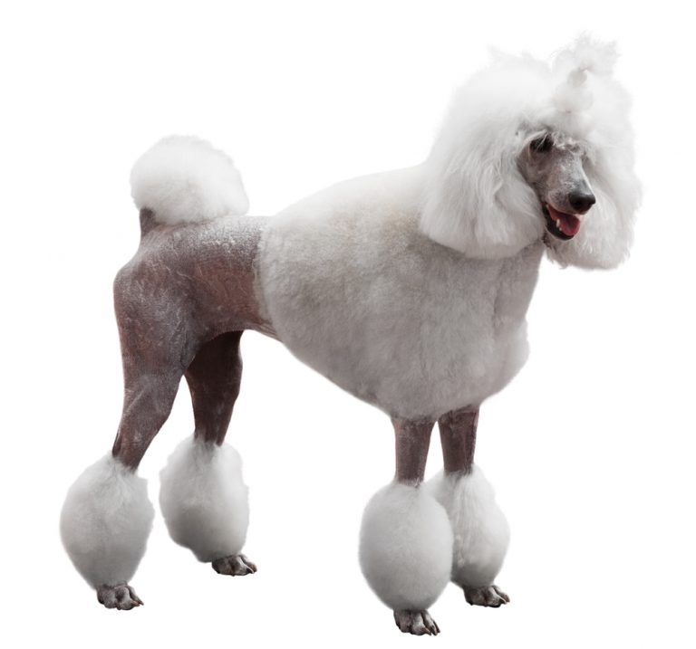 10 Popular Poodle Cuts in 2022 - Petsoid