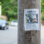 lost cat