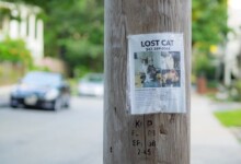 How to find a lost cat? - Information