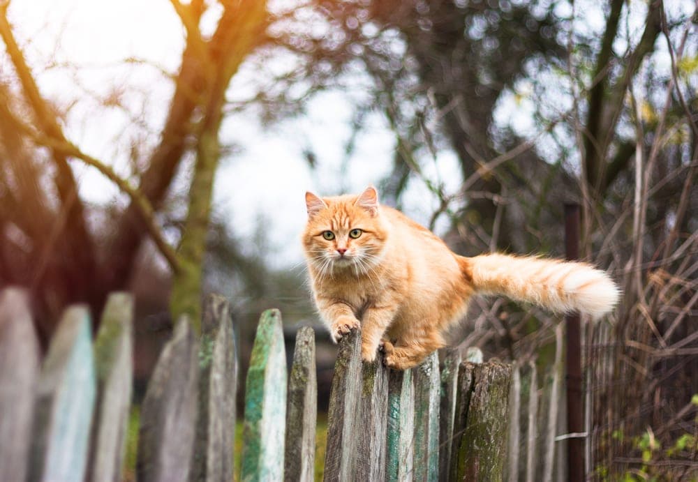 outdoor cat