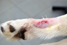Dewclaws on Dogs - Keep or Remove Them?