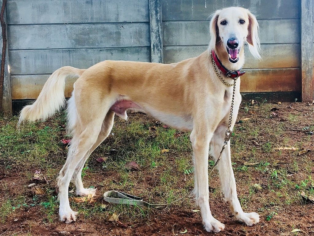 saluki