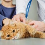 sick cat at doctor