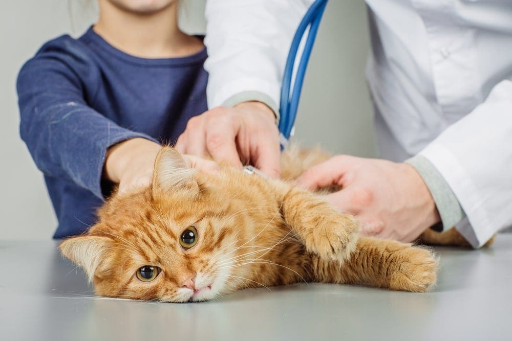 sick cat at doctor