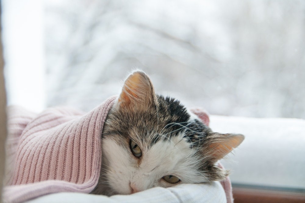 sick cat under blanket