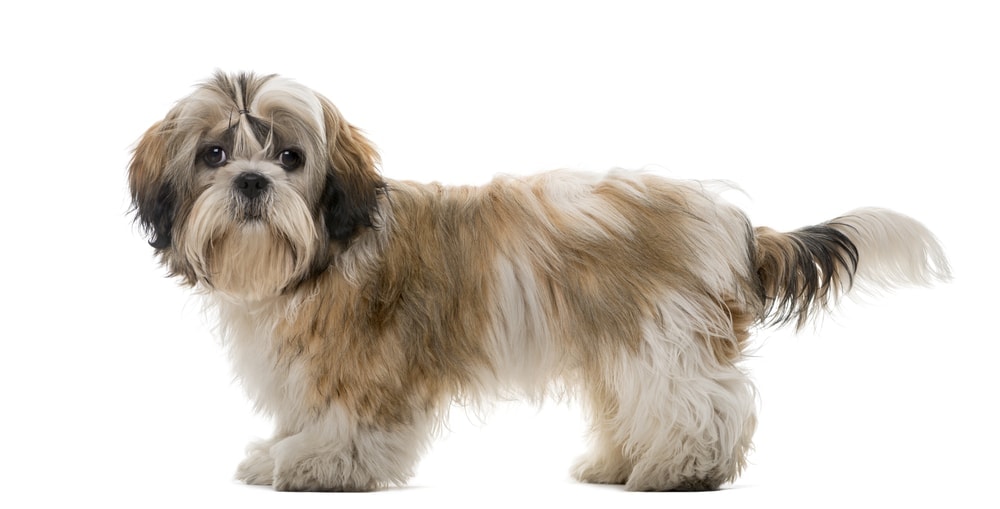 small Shih Tzu