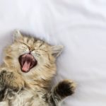 small yawning kitten