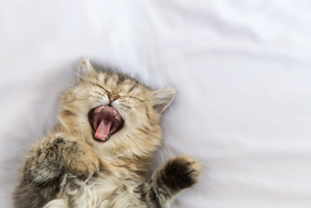 small yawning kitten