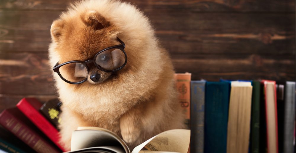 Mind-Blowing Intelligence: The Top 1,596,114 Smartest Small Dog Breeds