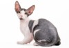 Sphynx Cat Care Guide & Information