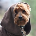 star wars dog names