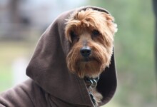Top 15 Star Wars Inspired Dog Names
