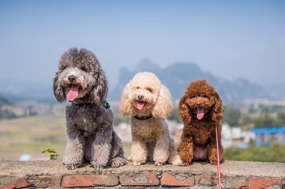 three Poodle