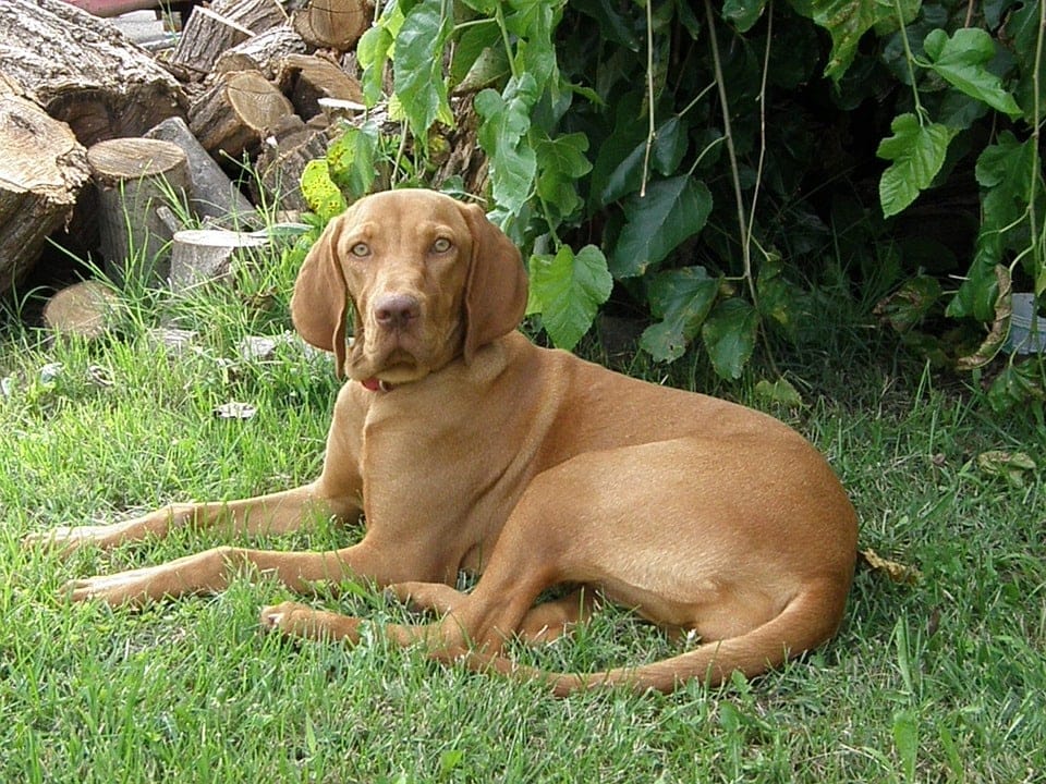 vizsla