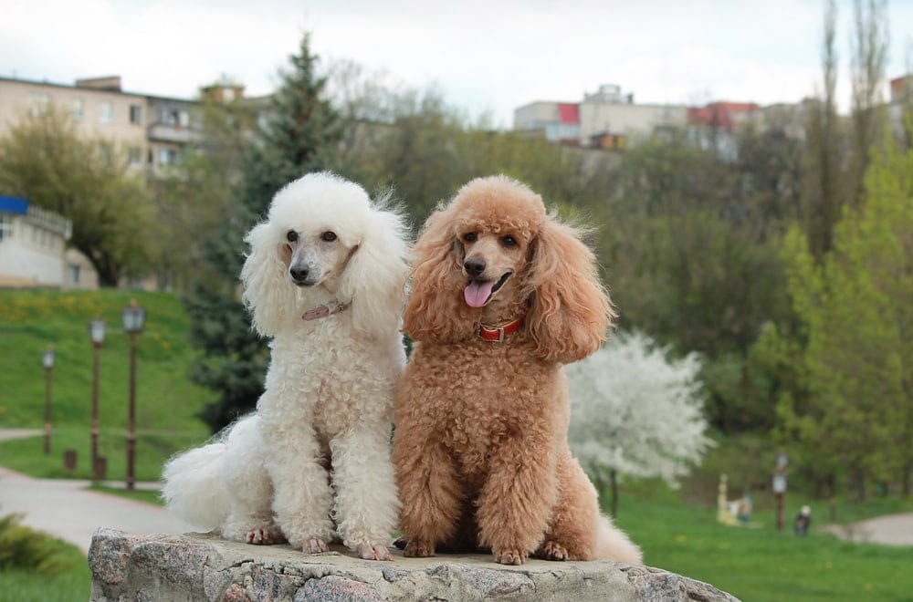 white brown poodle