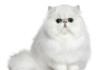 Persian Cat Care Guide & Information