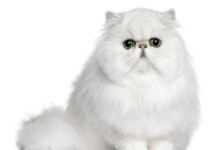 Persian Cat Care Guide & Information