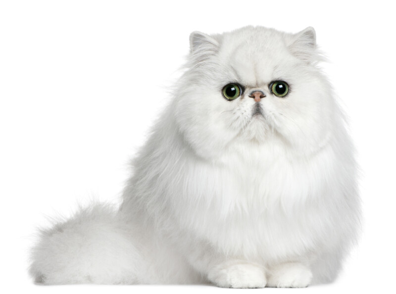 Persian Cat Care Guide & Information » Petsoid