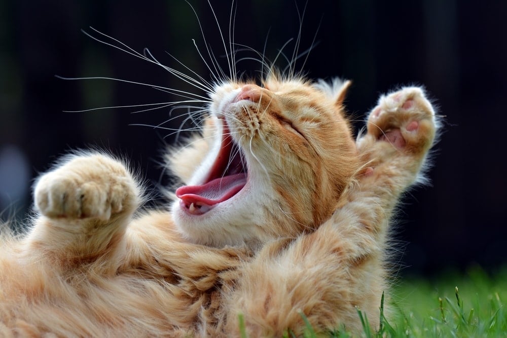 yawning cat