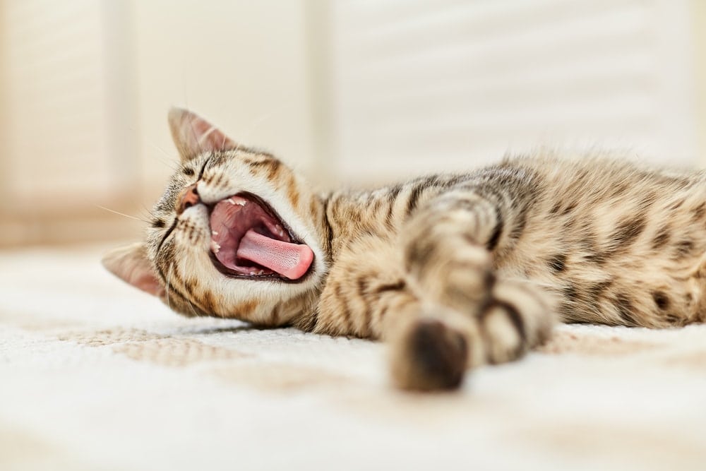 9 Reasons Why Your Cat is Yawning at You » Petsoid