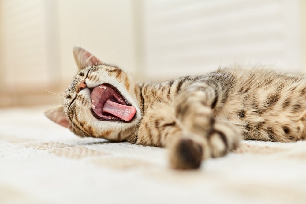 yawning kitten