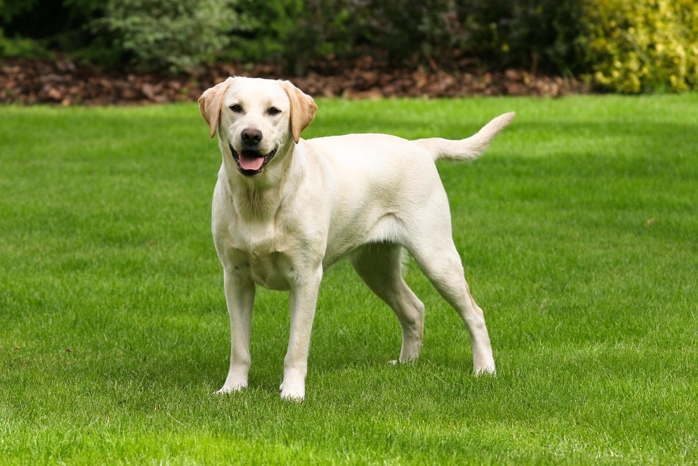 yellow Labrador Retriever