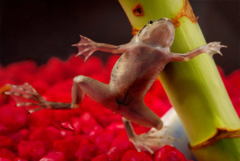 African Dwarf Frog Care Guide & Info » Petsoid