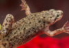 African Dwarf Frog - Care Guide & Info