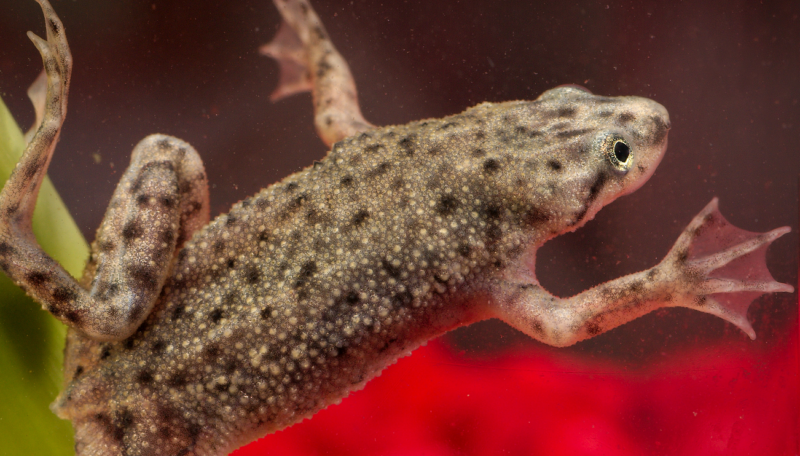 African Dwarf Frog - Care Guide & Info » Petsoid