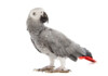 African Grey Parrot Care Guide - Diet, Lifespan & more