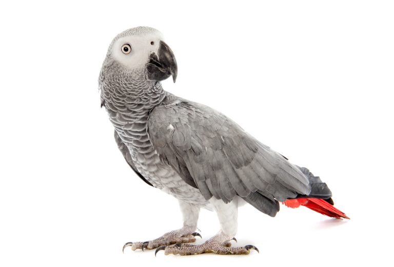 African Grey Parrot Care Guide Diet, Lifespan & more » Petsoid African Grey Parrot Care Guide Diet, Lifespan & more » Petsoid