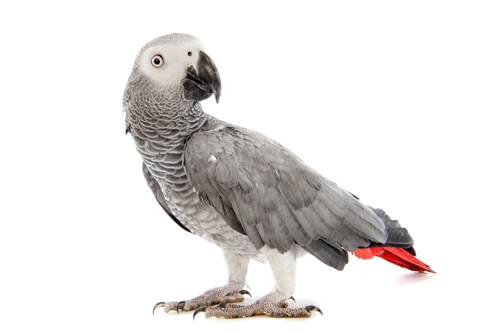 African Grey Parrot white bg