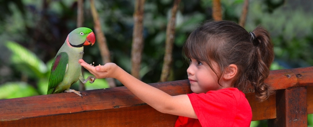 Alexandrine Parrot and kid