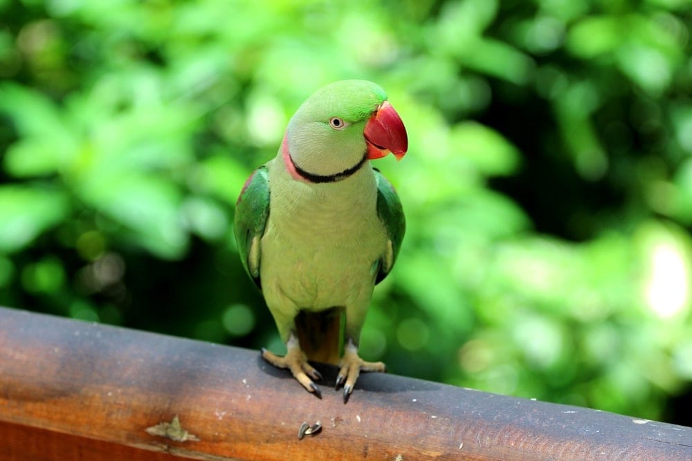 Alexandrine Parrot in a wild