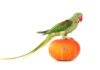 Alexandrine Parrot Care Guide - Diet, Lifespan & More
