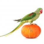 Alexandrine Parrot on a pumpkin