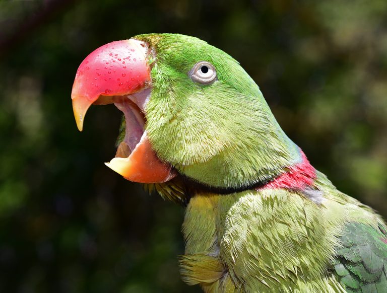 Alexandrine Parrot Care Guide Diet, Lifespan & More » Petsoid