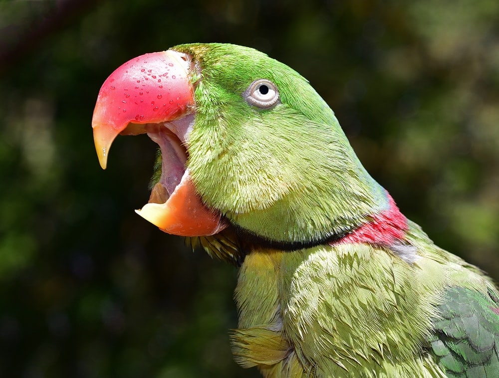 Alexandrine Parrot singing