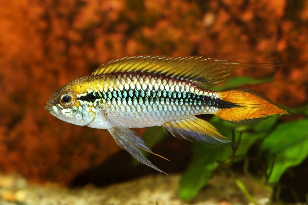 Apistogramma