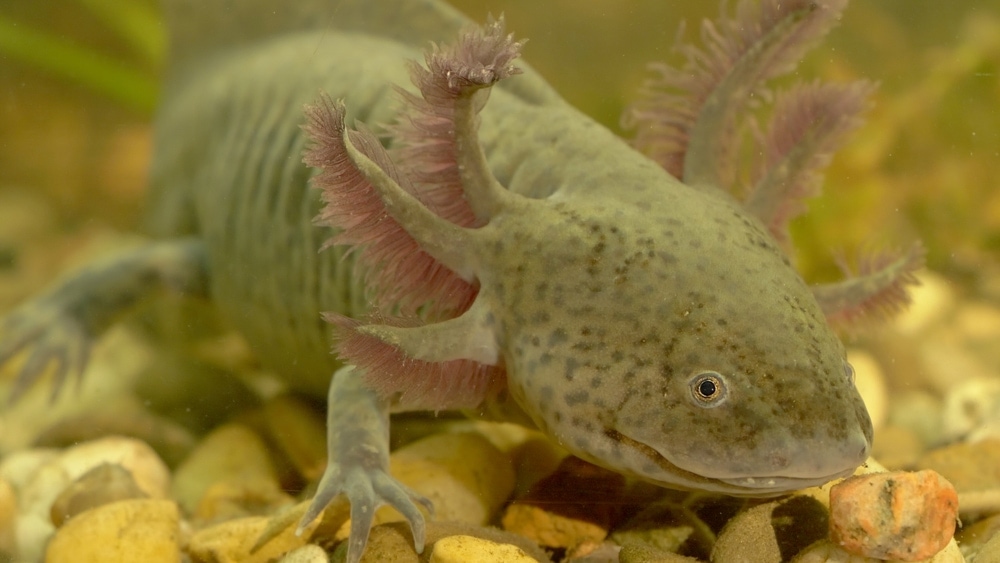 Axolotl Care Guide & Pricing » Petsoid