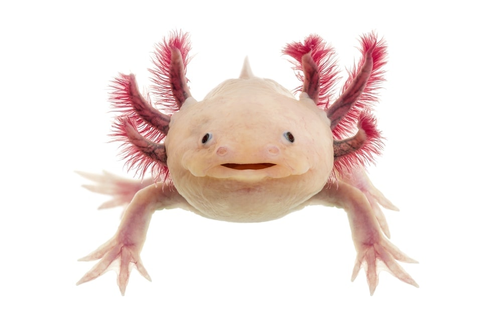 Axolotl white bg