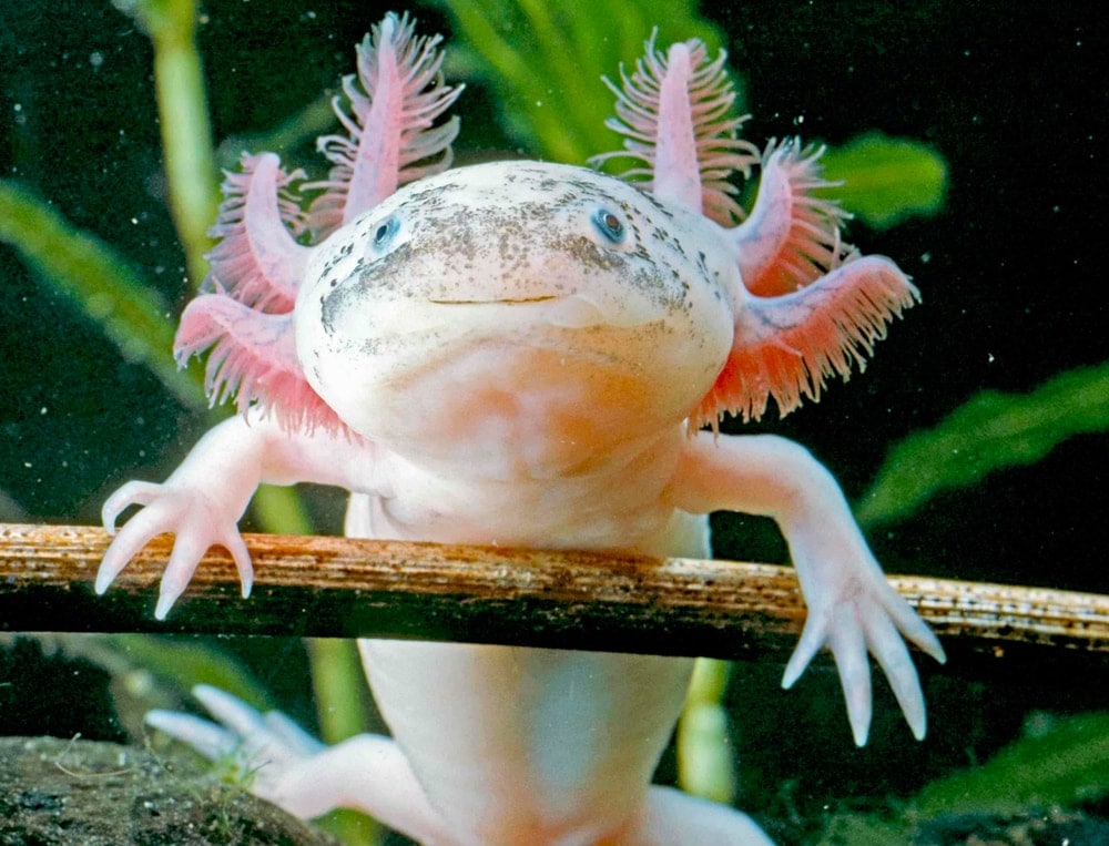 nico axolotl