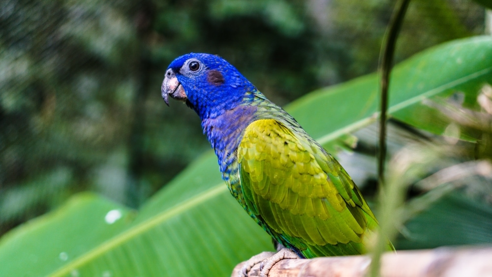 Blue Headed Pionus 2