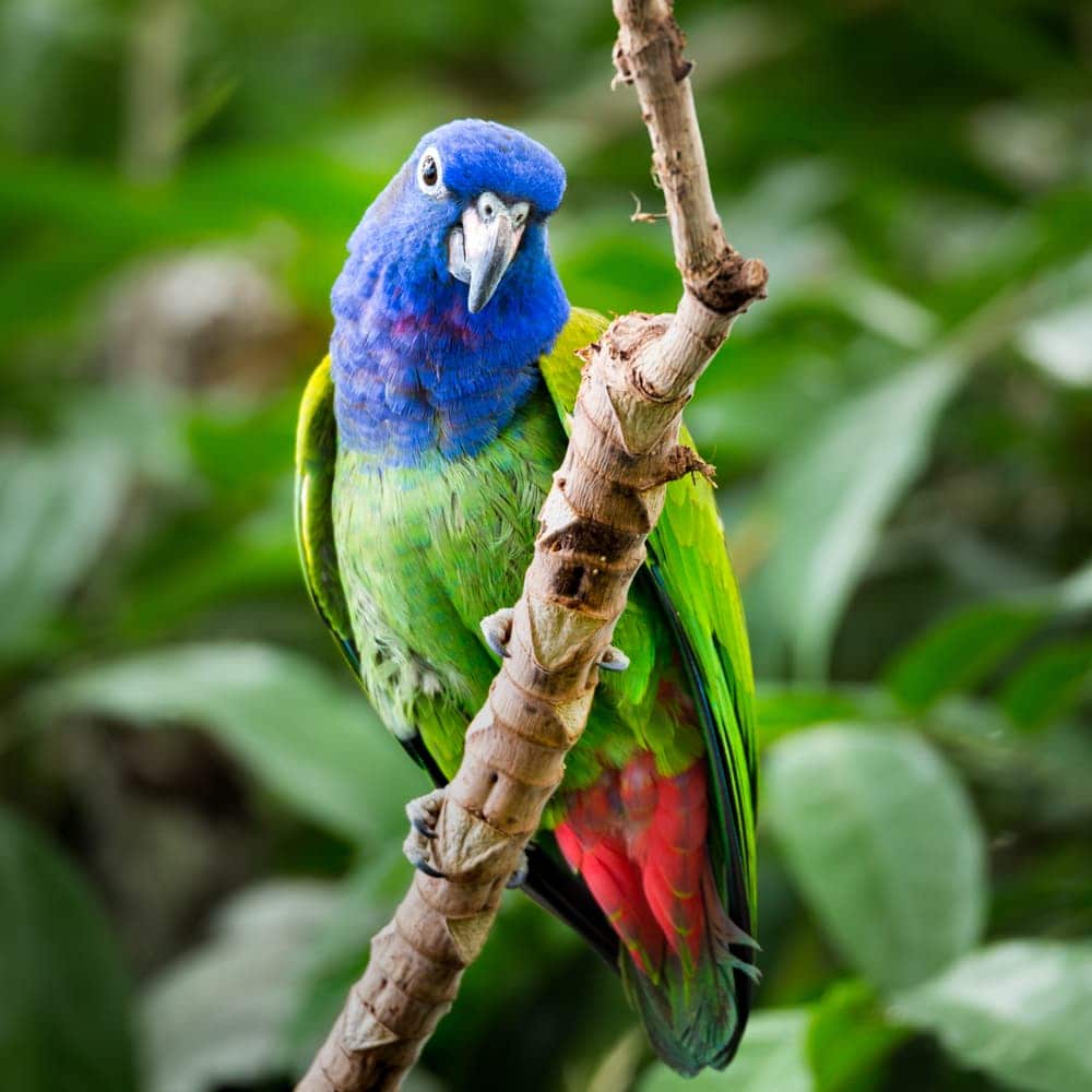 Blue Headed Pionus