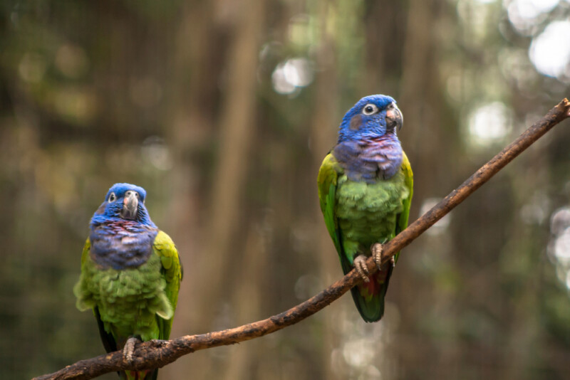 Blue-Headed Pionus Care Guide - Diet, Lifespan & More